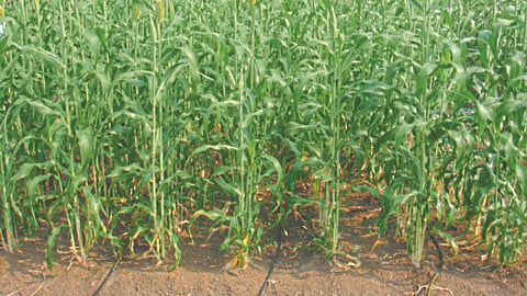 Rabi Jowar