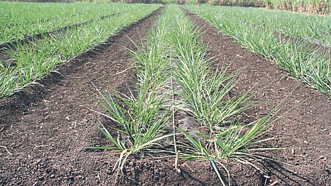 Sugarcane Management