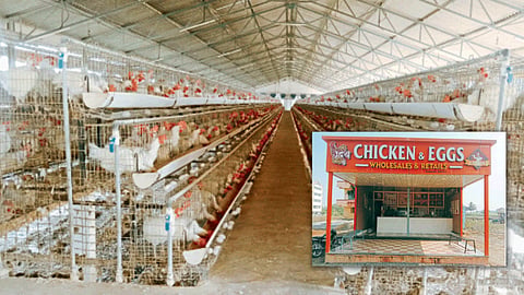 Poultry farming