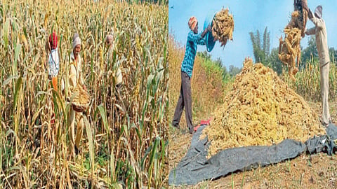 Crop Harvesting