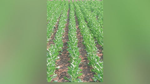 Soil Moisture