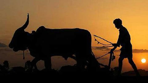 Farmer In India