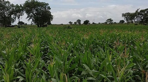 Kharif