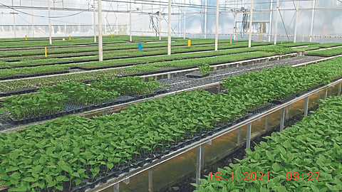 Vegetables Grafting