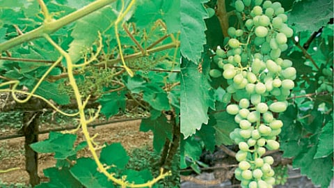 Grape Management