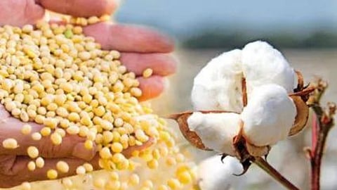 Soybean Cotton Rate