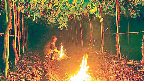 Crop Protection
