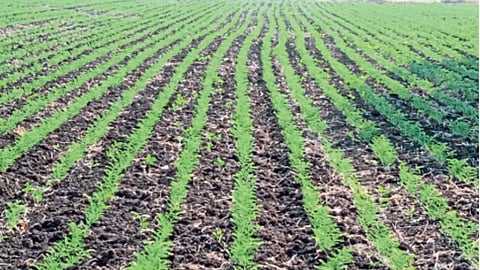 Chana Sowing : हरभऱ्याचा पेरा २ लाख ६ हजार हेक्टरवर