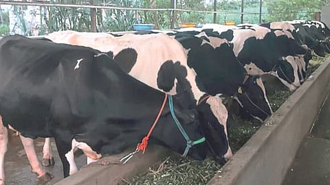 Dairy Business