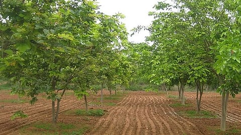 Orchard Planting