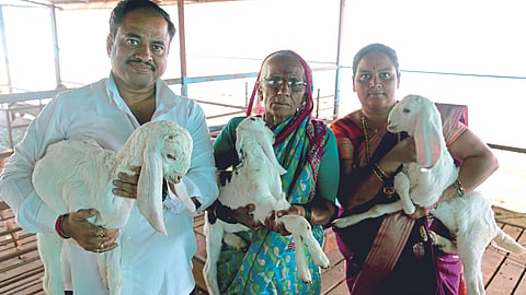 Goat Farming