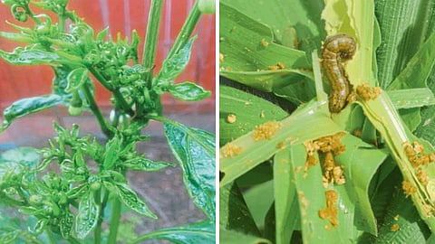 Crop Advisory