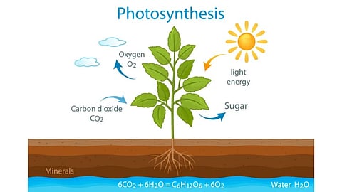 Photosynthesis