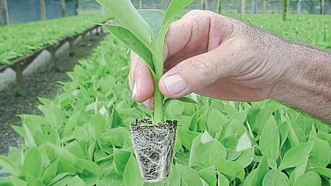 Tissue Culture
