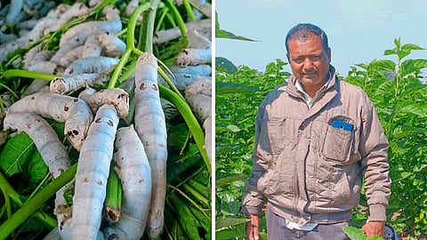 Silk Farming