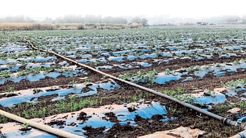 Watermelon Cultivation