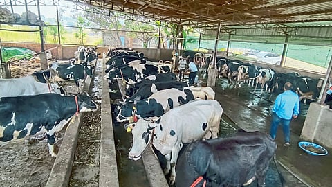 Milch Cow Rearing
