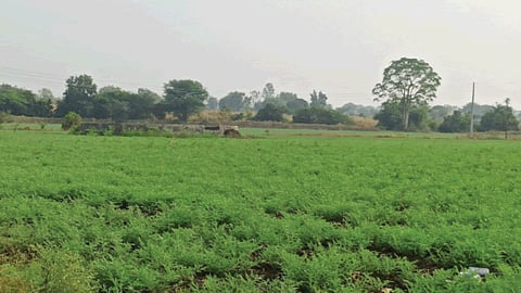 Chana