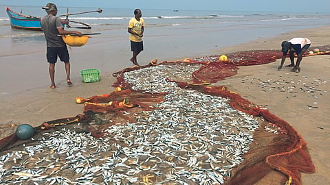 Fisherman