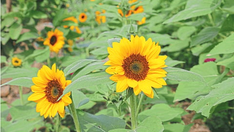 Flower Farming