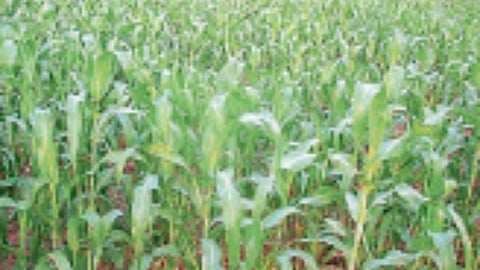 Department of Agriculture