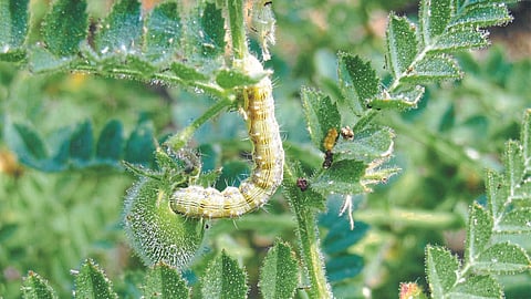 Chana Pod Borer