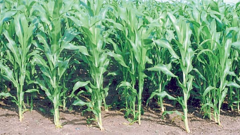 Soil Fertility