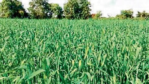 Rabi Sowing : वाशीम जिल्ह्यात ११५ टक्के क्षेत्रात रब्बी लागवड