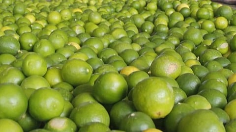 Lemon
