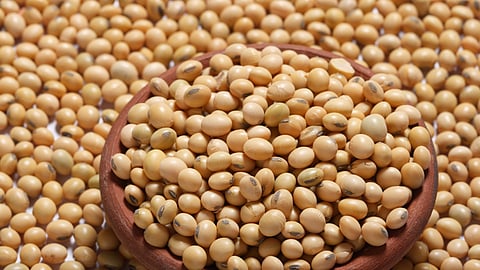 Soybean Rate