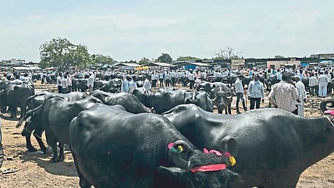 Livestock Market