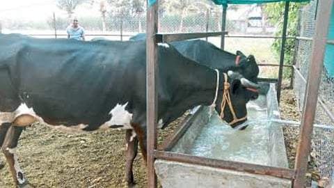 Animal Care