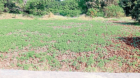 Watermelon Cultivation