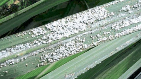 Sugarcane Milly Bug Pest