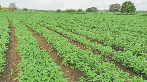 Soybean Seed