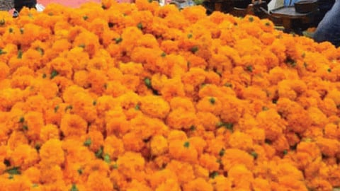 Flower Market