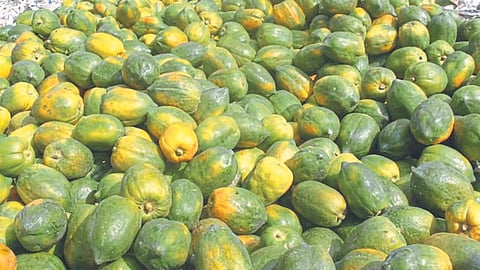 Papaya