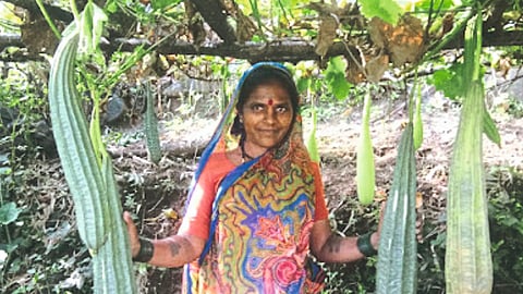 Deshi Seeds