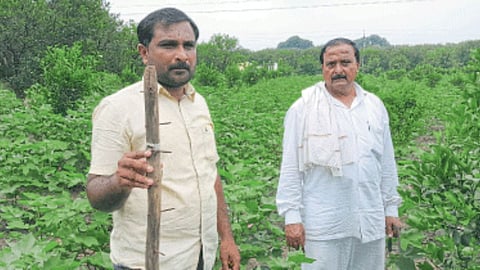 Management Of Fruit Blight