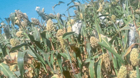 Jowar Cultivation