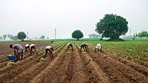 Farm Labor Shortage