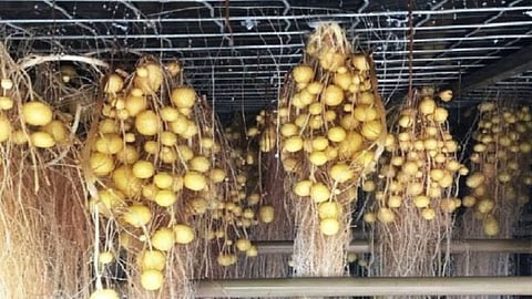 Aeroponic Technology
