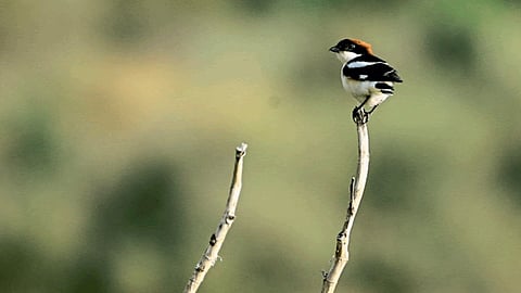 Biodiversity