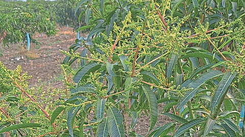 Kesar Mango | Hapus