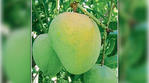 Mango