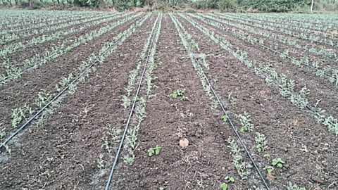 Rabi Sowing