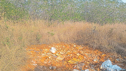 Chakan Forest