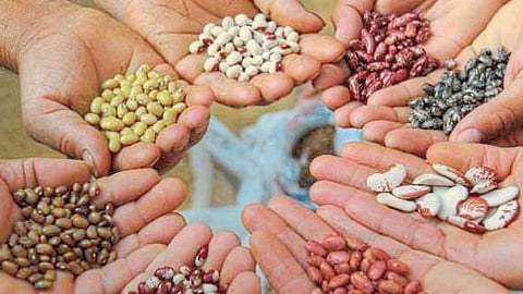 Hybrid Seed