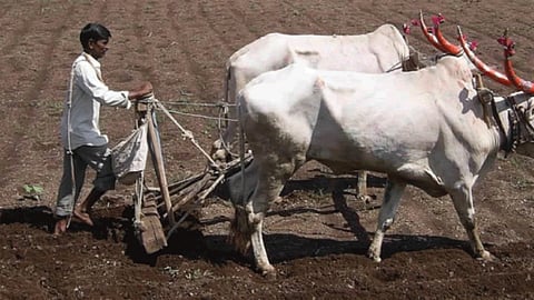 Rabi Sowing