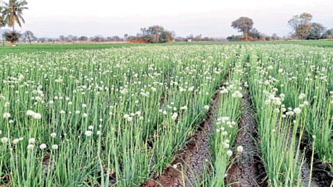 Onion Seed